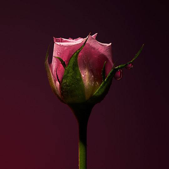 ICON_ROSE_3840x.jpg?v=