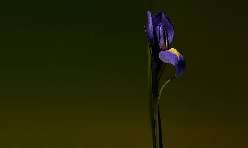 Olfactive Studio | Iris Shot | Extrait de Parfum | Cardamom
