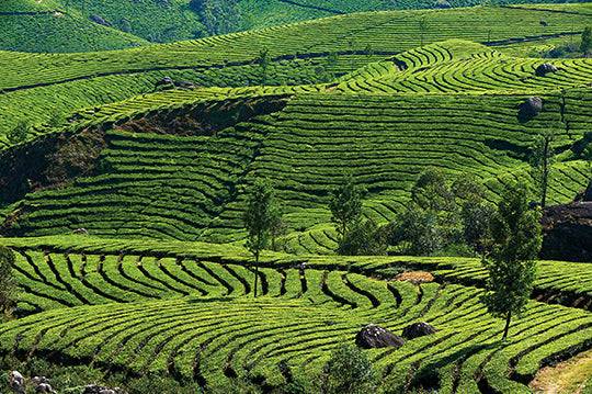 香水(ユニセックス) Olfactive Studio Smoky Soul 100ml Olfactive Studio Smoky Soul 100 ml extrait spray New with